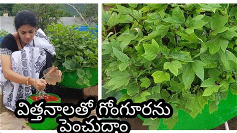 గోంగూర ను సులువుగా పెంచుదాం How To Grow Indiansorrel Roselle