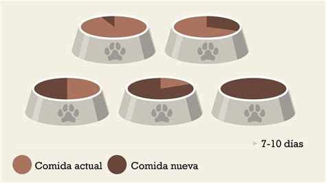 Todo Sobre Alimento Y Comida De Cachorros Purina®