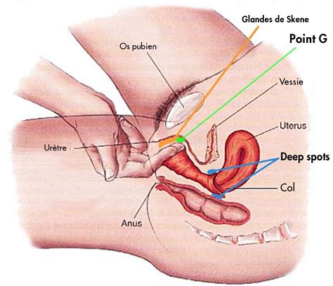 Anatomie Du Point G Hot Sex Picture