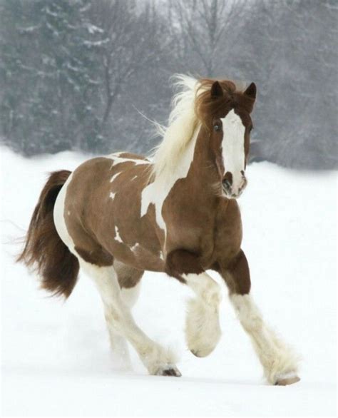 Irish Cob Horse♡ Razas De Caballos Fotos De Caballos Salvajes Fotos