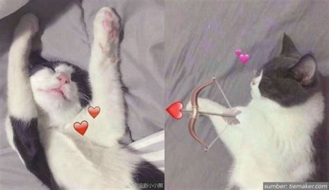 500+ Wallpaper Couple Kucing Terpisah Picture - MyWeb