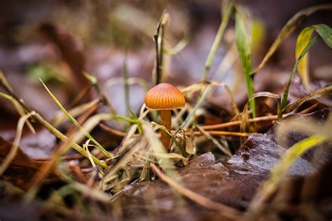 Pilz Pilzkunde Kostenloses Foto Auf Pixabay Pixabay