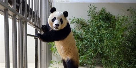 China’s Panda Diplomacy Tested as Fight Erupts Over Fu Bao - WSJ