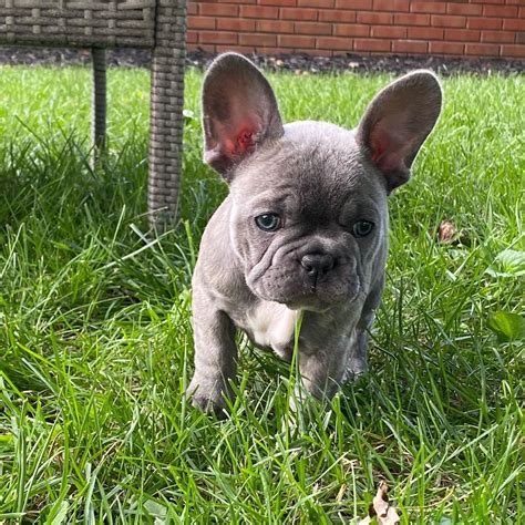 blue french bulldog puppies for sale/French bulldog puppies for sale