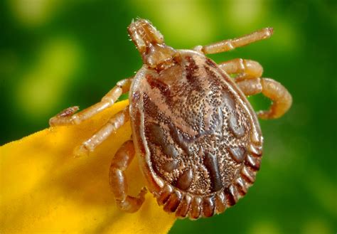 The Asian Longhorned Tick Hurontario Veterinary Hospital