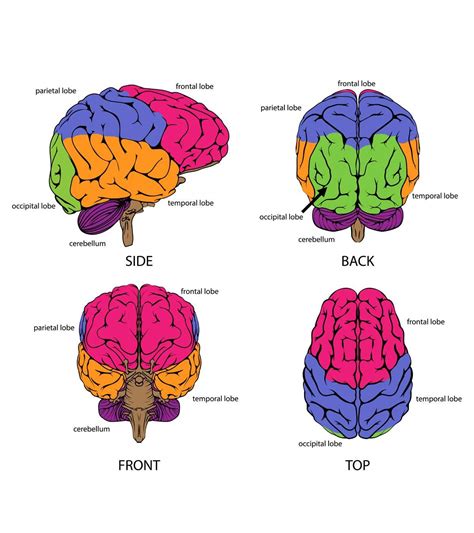 14 Informative Facts, Diagram & Parts Of Human Brain For Kids | MomJunction