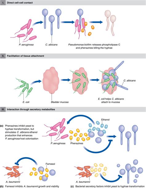 Polymicrobial Infections Involving Clinically Relevant Gramnegative