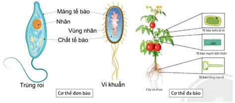 2 Tại sao tế bào là đơn vị cấu trúc và chức năng của sự sống