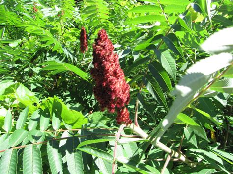 Staghorn Sumac Rhus Typhina The Arboretum