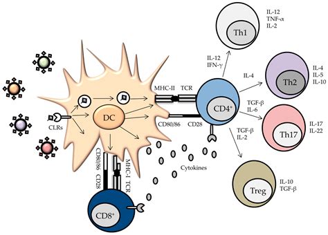 Viruses Free Full Text Myeloid C Type Lectin Receptors In Viral