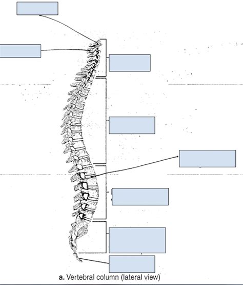 Lateral View Vertebral Column Diagram Quizlet