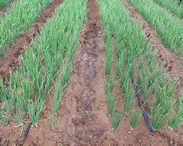 Onion Crops