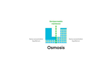 Osmosis diffusion process isolated diagram, Simple reverse osmosis