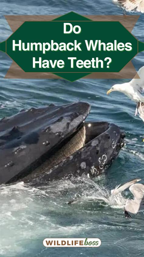 Do Humpback Whales Have Teeth? [No, They Have These Instead!]