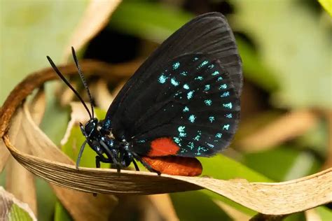 Types Of Butterflies In Korea List With Pictures