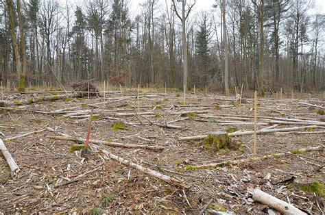 Nachhaltigkeitsaktion Ein Baum F R Jedes Neue Girokonto Das