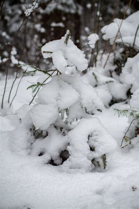 Snowy winter woods stock photo. Image of cold, nature - 64866370