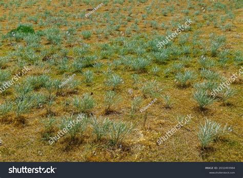 Shrubs Green Plants Steppe Landscape Plant Stock Photo 2032493984 | Shutterstock