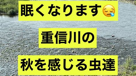 松山市重信川河川敷を散歩秋を感じる虫の声 YouTube