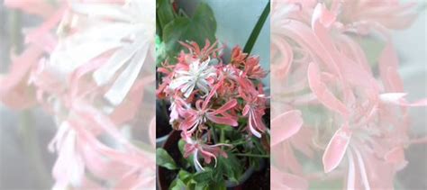 Пеларгонии купить в Новосибирске | Товары для дома и дачи | Авито