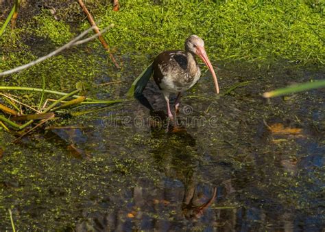 Un Ibis Que Vadea En El Agua Poco Profunda De Una Corriente Pantanosa