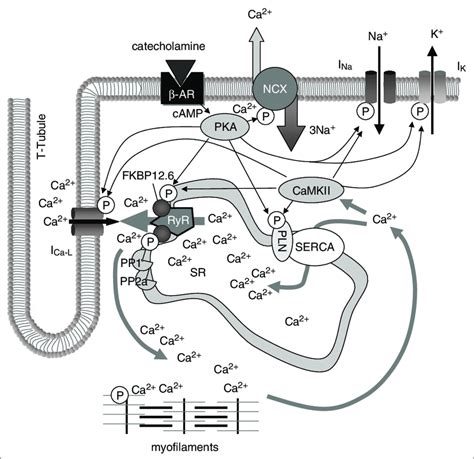 Intracellular Ca Cycling And Associated Signaling Pathways In