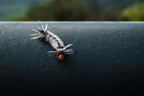 Black And White Moth Caterpillar Stock Photo - Download Image Now ...