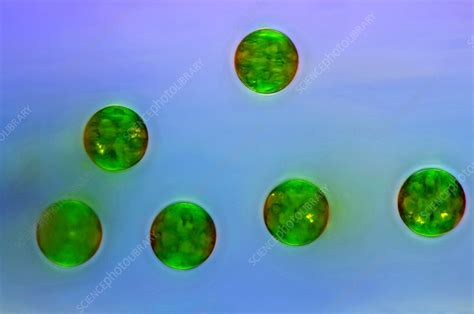 Green Algae Light Micrograph Stock Image C0333345 Science Photo