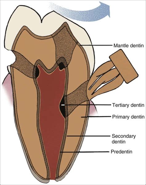 8 Dentin Pulp Complex Pocket Dentistry