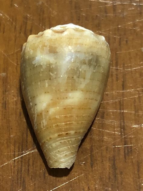 Thousand Spot Cone From Yuraygir National Park Barcoongere NSW AU On