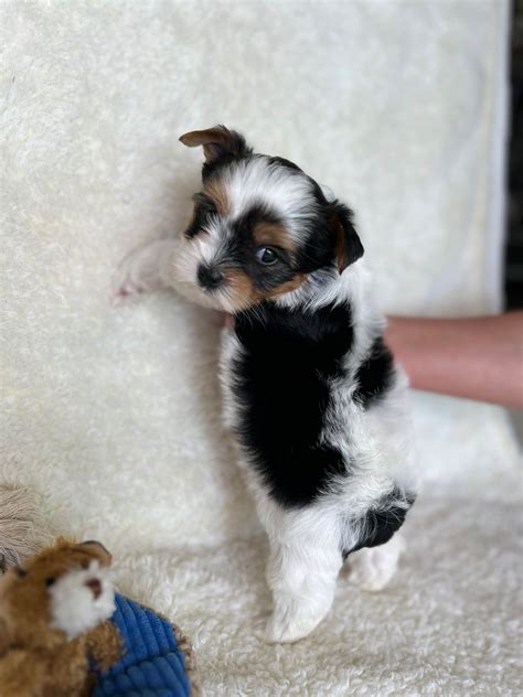 Yorkshire Terrier (Yorkie) Puppies For Sale In Texas