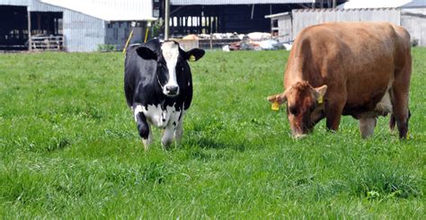 Holstein And Jersey Cow Free Stock Photo Public Domain Pictures