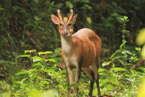 The Best of Indonesia’s Wildlife: a tailor-made wildlife holiday.