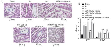 Masson S Staining Of Myocardial Tissue From Rats In Each Group A Download Scientific Diagram