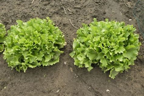 Growing Endive, Planting, Care, Harvesting - A Full Guide | Gardening Tips