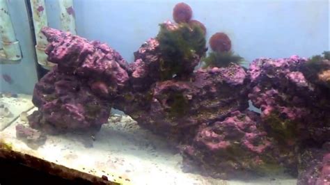 Saltwater Reef Tank Carbon Vodka Dosing Day 4 Youtube