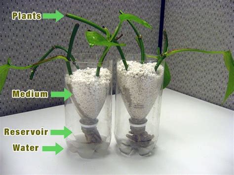 The Essential Hydroponics for Beginners Guide | Epic Gardening