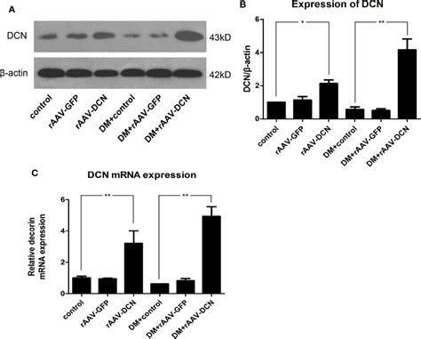 Frontiers Cardioprotective Effect Of Decorin In Type 2 Diabetes