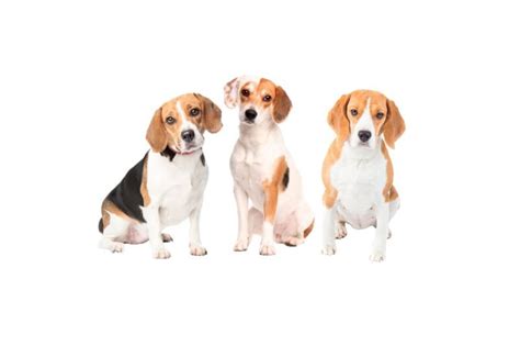 Le Beagle caractère prix santé et alimentation