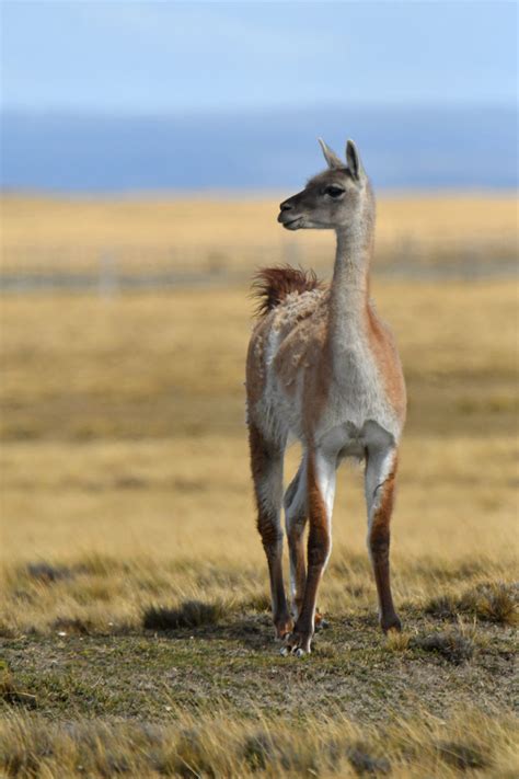 Guanaco Lama Guanicoe Zoochat