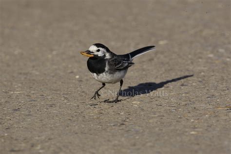 Pied Wagtail Bird Factfile Vine House Farm