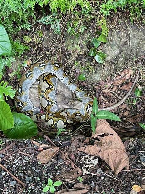 A Reticulated Python Malayopython Reticulatus Feeding On An