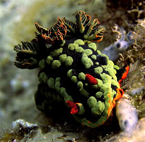 Nudibranches - CALBO.DK