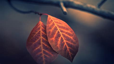 Autumn Macro Hd Wallpapers Wallpaper Cave