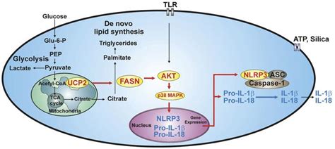 Jci Ucp2 Induced Fatty Acid Synthase Promotes Nlrp3 Inflammasome