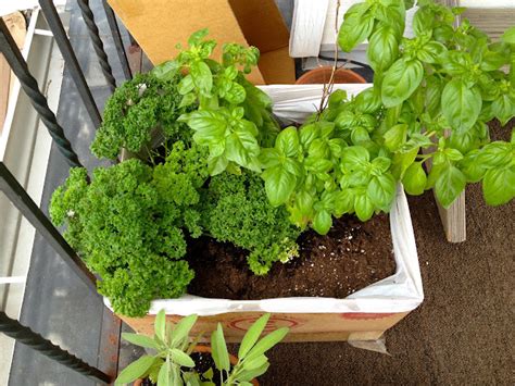 Coltivare Sul Balcone O Terrazzo Guida Giardino