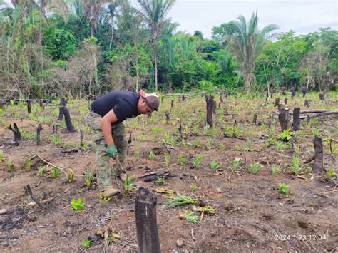 Productores De Pi A En Guarayos Proyectan Aumento En Su Producci N Para