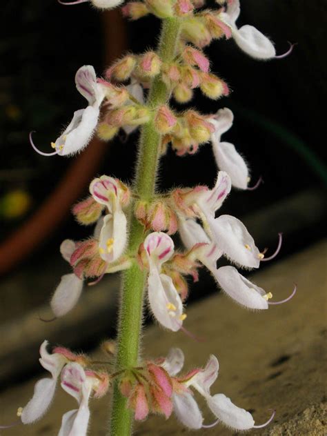 Plectranthus Amboinicus Lamiaceae Image 17684 At PhytoImages Siu Edu