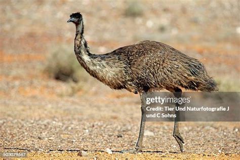 173 Funny Emu Stock Photos High Res Pictures And Images Getty Images