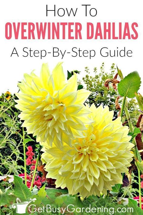 How To Overwinter Dahlias Store The Tubers Easy Ways Dahlias